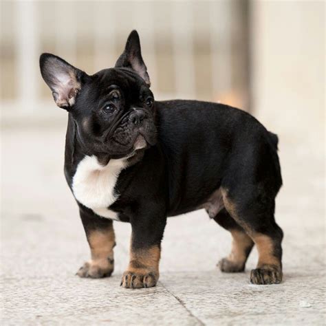 Lambo, the French Bulldog Puppy ️ ️ (now in Germany) www ...