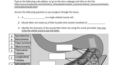 Muscle Contraction Worksheet PDF Form - FormsPal