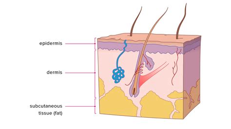 Layers of Skin: How Many, Diagram, Model, Anatomy, In Order