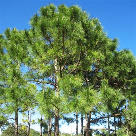 Slash Pine Trees For Sale Online | The Tree Center