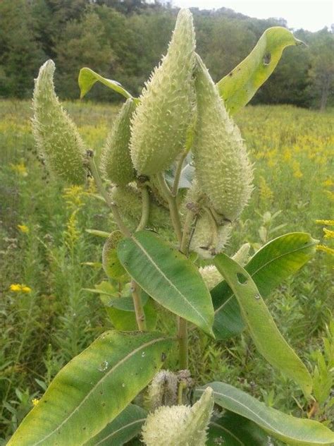 Milkweed | Edible wild plants, Milkweed, Wild plants