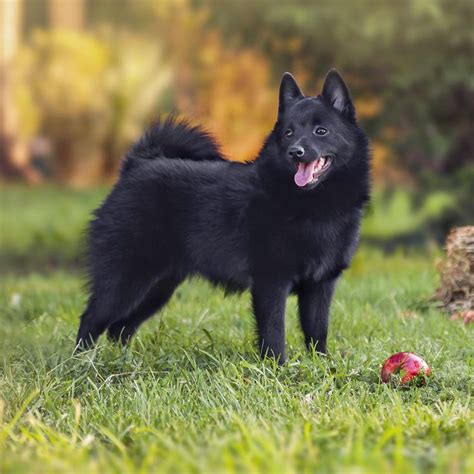 Schipperke Dog Breed: Intelligent and Playful Companion