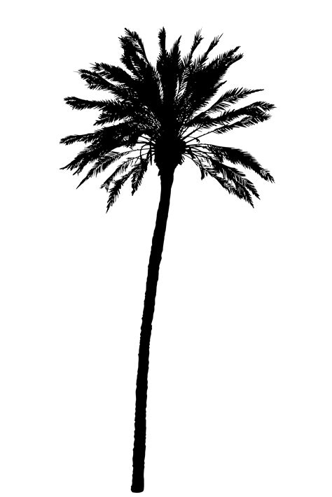 silhouette of palm trees realistic vector illustration 542087 Vector ...