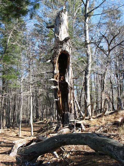 Hollowed Out Tree Stands Tall by Wolfengeist on DeviantArt