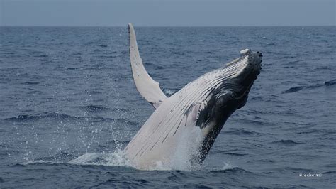 Humpback Whale Calf Breaching image 1 of 1 Photograph by Gary Crockett ...