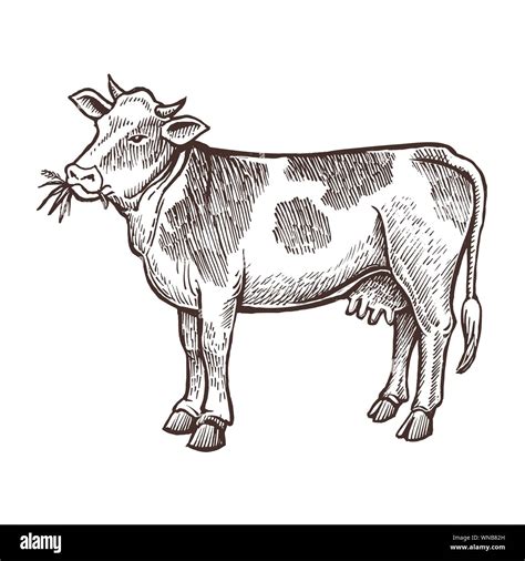 Discover 80+ cow drawing sketch - xkldase.edu.vn