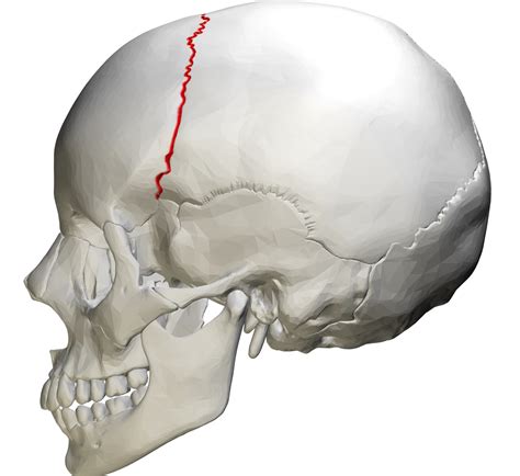 13 Fascinating Facts About Coronal Suture - Facts.net