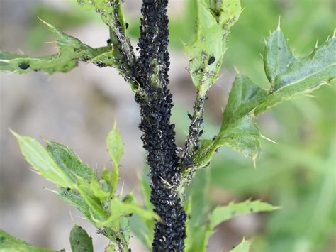 Got Black Aphids? It's Probably Black Bean Aphids - GardensAll