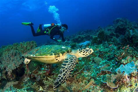 Protecting the Great Barrier Reef: Ultimate Guide to Conservation ...