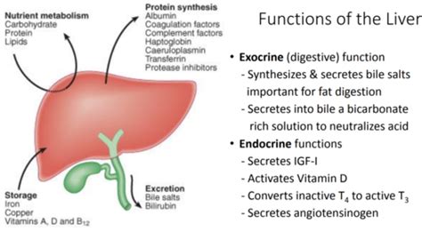 Secretion of Bile & Enterohepatic Circulation Flashcards | Quizlet