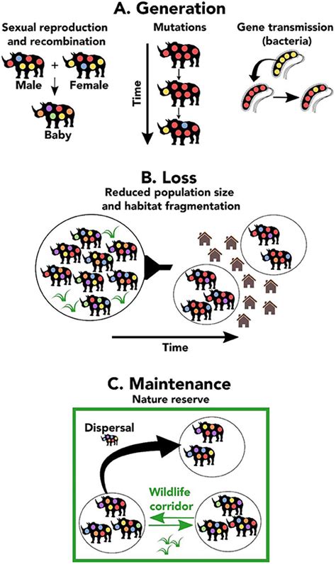 Population Genetics Definition