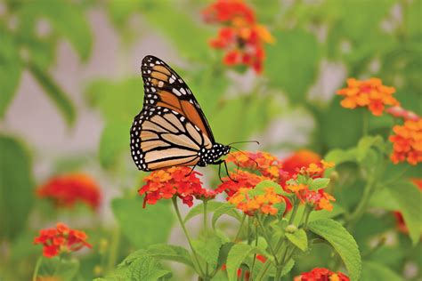 How to create an inviting butterfly garden - Manitoba Co-operator