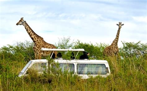 Best Safari In Kenya: Ultimate Guide To A Vacation In The Wild