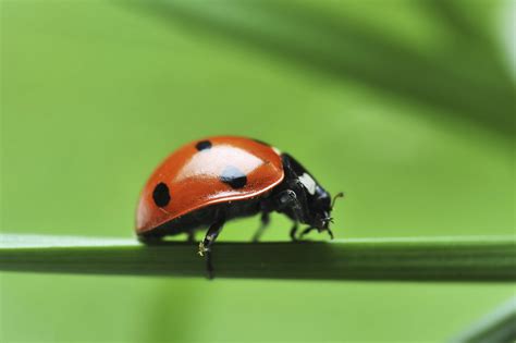 What Do Pet Ladybugs Eat? | Animals - mom.me