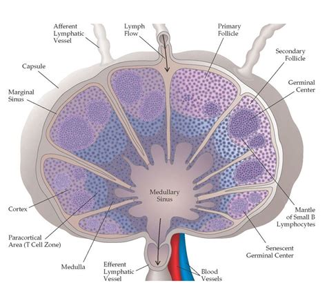 Germinal Center B-cell Like Lymphoma