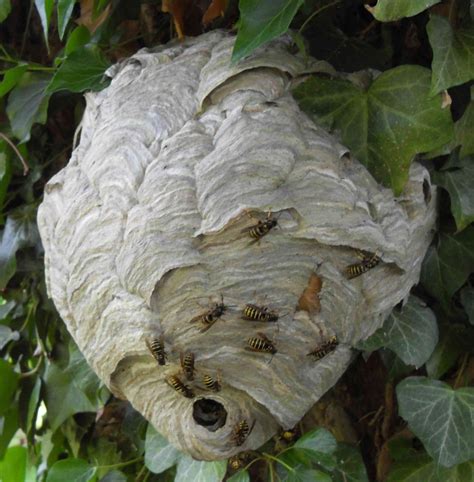 Have I got a Wasp Nest? Norfolk & Norwich Pest Control | Norfolk Pest ...