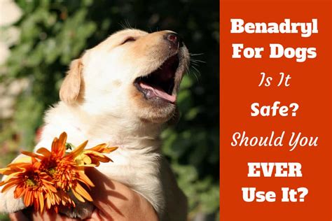 How Much Benadryl Dosage for Dogs? (Antihistamine for Puppies Treatment ...