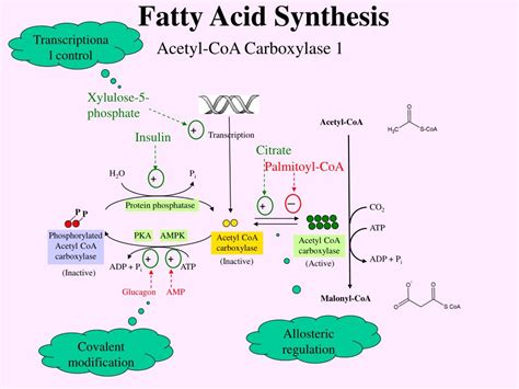 PPT - Fatty Acid Synthesis PowerPoint Presentation, free download - ID ...