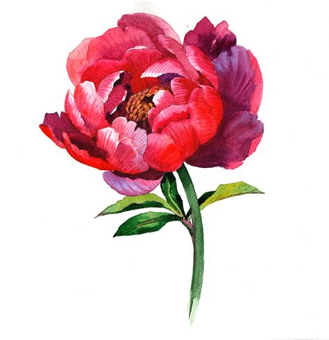 Watercolor painting tutorial flowers Peony :: Behance