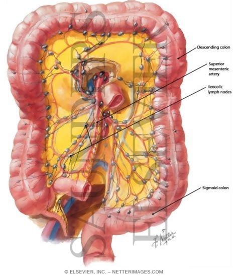 Mesenteric Lymph Nodes