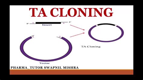 TA cloning method in HINDI EASY EXPLANATION IN 5MINUTES!!!!! #tacloning ...