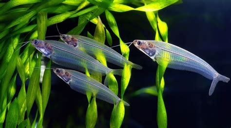 Glass Catfish Care 101: Care Sheet, Tank Mates, Diet, Breeding & More