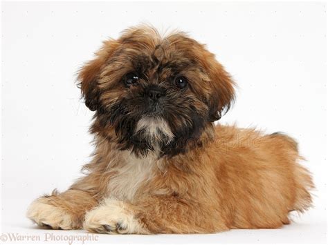 Dog: Brown Shih-tzu pup lying with head up photo WP37964