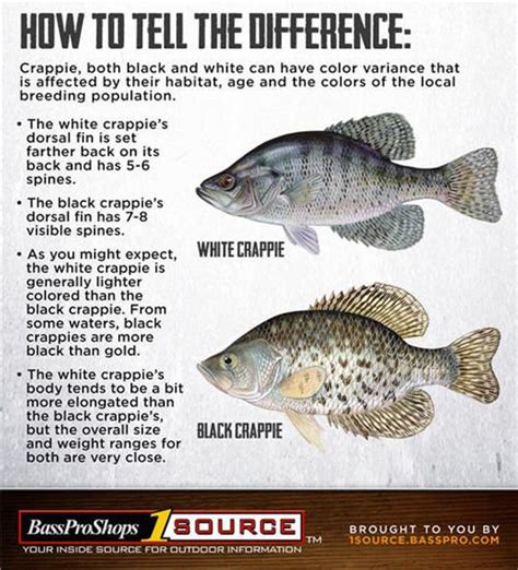 Crappie fishing tips how to catch crappie – Artofit