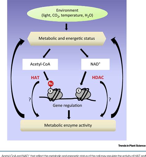 Histone Acetylation Enzymes Coordinate Metabolism and Gene Expression ...