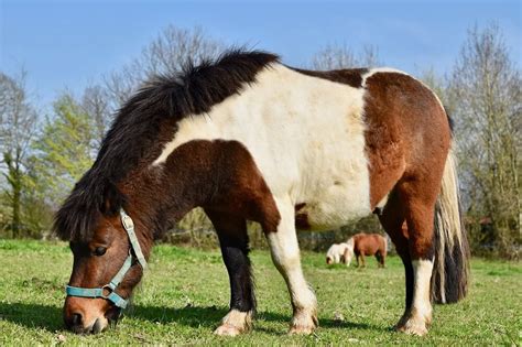 These Adorable Images Of Mini Horses Confirm Once Again That They’re ...