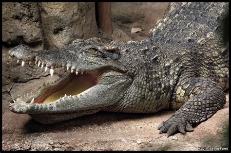 All sizes | Siamese Crocodile (Crocodylus siamensis) | Flickr - Photo ...