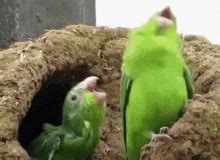 Parrot GIFs | Tenor