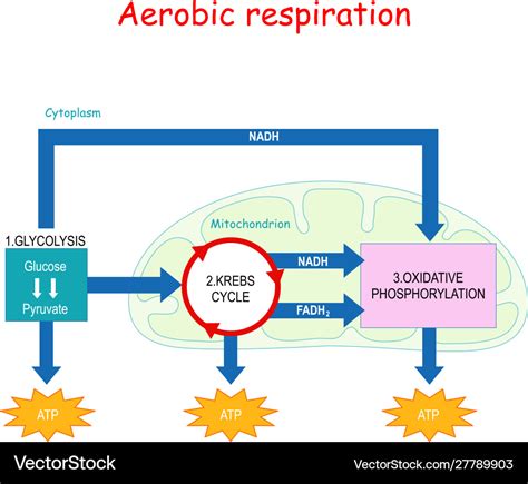 Aerobic respiration and krebs cycle in Royalty Free Vector