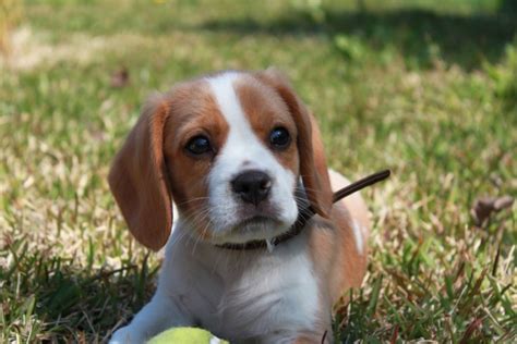 Beaglier (Beagle x Cavalier King Charles Spaniel Mix) Temperament ...