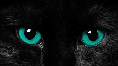 HD wallpaper: black cat, blue eyes | Wallpaper Flare