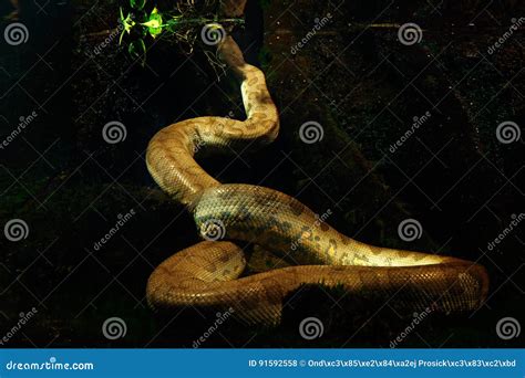 Green Anaconda In The Dark Water, Underwater Photography, Big Snake In ...