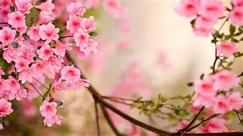 Spring Images Wallpapers - Wallpaper Cave