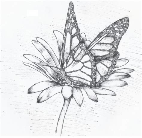 Butterfly And Flower Drawing at GetDrawings | Free download