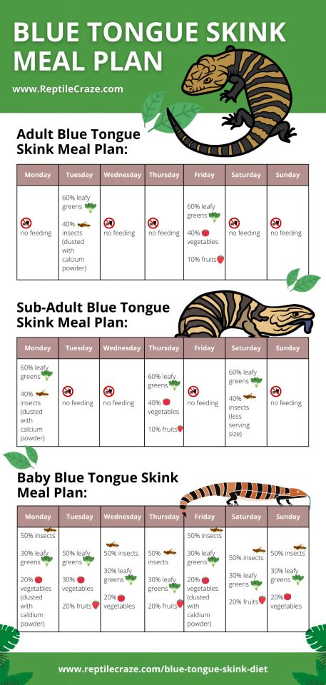 Blue Tongue Skink Diet Guide - Food List Included - Reptile Craze