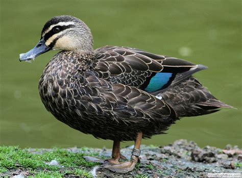 Identify Pacific Black Duck - Wildfowl Photography.