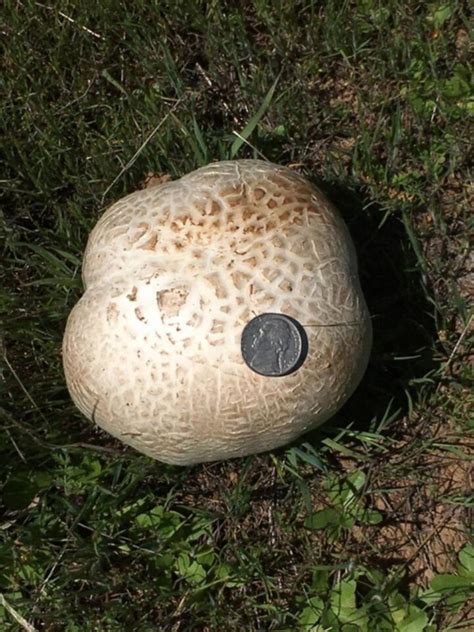 Giant Puffball Mushrooms: Identification, Foraging, and Recipes ...