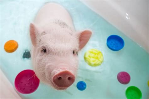 What To Know Before Adopting a Teacup Pig - Critter Culture