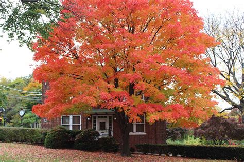 How to Grow and Care for Sugar Maple Trees | Gardener’s Path