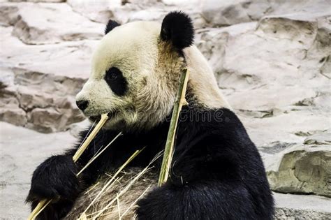 Panda in Guangzhou Wildlife Zoo Stock Photo - Image of panda, mammal: 49697640