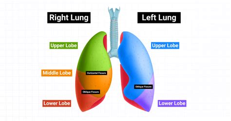 Lung Lobes and Fissures: An Overview (2024)