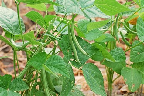 Bush Snap Beans for Quick Harvest - Harvest to Table