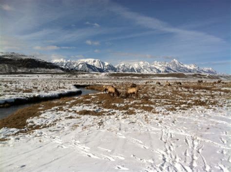 Idaho Pursuit: National Elk Refuge