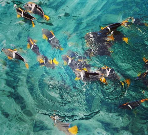 Snorkeling at Los Arcos Marine Park in Puerto Vallarta, Mexico - Quirky ...