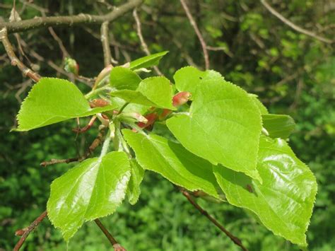 5 Common Trees with Edible Leaves - Eat The Planet