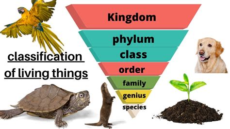 Classification Of Living Things